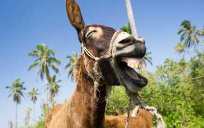 Wycieczka jednodniowa, Wycieczka: Ja, tato i mama z Pafos do farmy osiołków